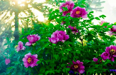 【“甘味”故事】“百花王”駕到！國色傾城正當(dāng)時
