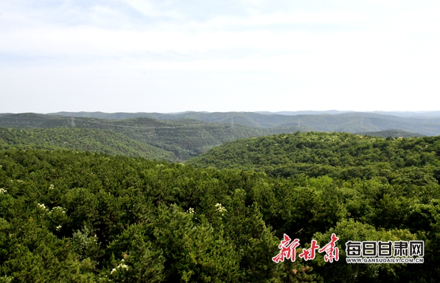 【甘肅生態(tài)環(huán)保媒體行】子午嶺深處，一家三代人用生命守護黃土高原的“天然生態(tài)屏障”