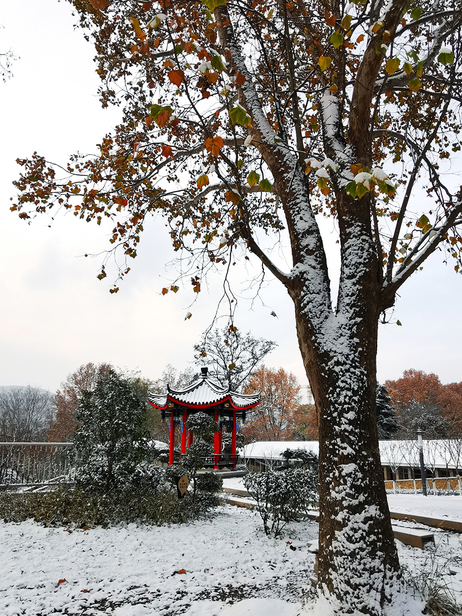 高清大圖|天水弘文園初雪，你喜歡嗎？