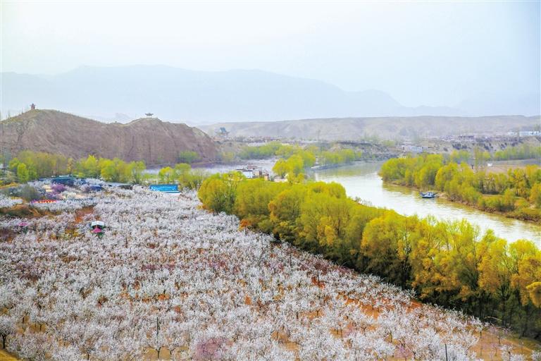 甘肅旅游丨唐汪杏花開 楚楚等君來 在這里賞花看丹霞，美哉！