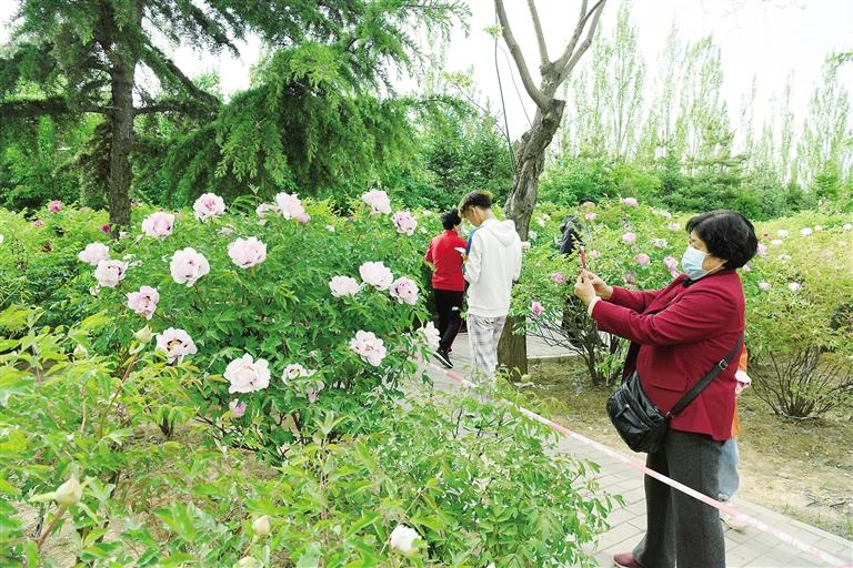 臨夏市北濱河路60里牡丹長廊里不同品種、顏色各異的牡丹花爭奇斗艷