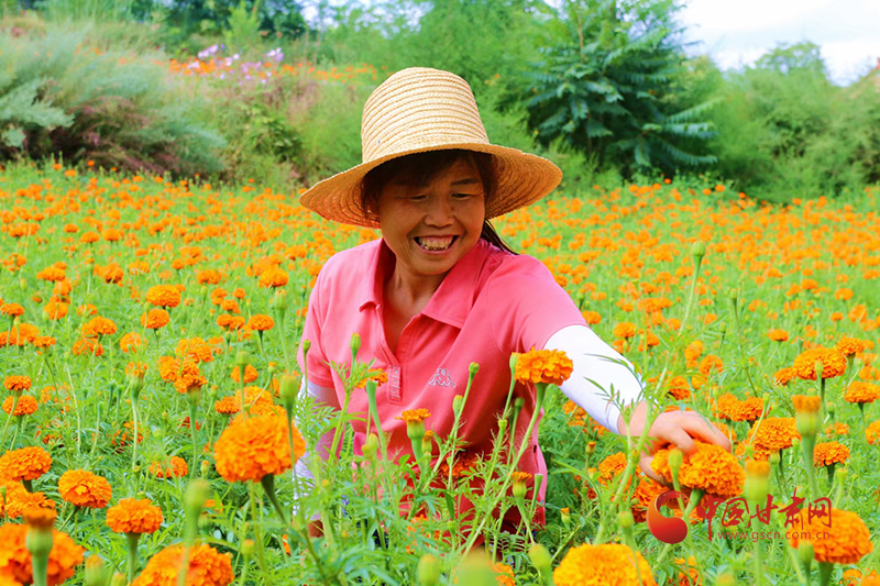 【小康圓夢(mèng)·看甘肅】禮縣：千畝菊花齊綻放 百戶(hù)花農(nóng)喜增收