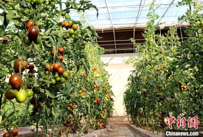 12月14日，甘肅省武威市民勤縣紅旗谷現(xiàn)代農(nóng)業(yè)產(chǎn)業(yè)園，溫棚內(nèi)“水果西紅柿”長勢良好。　馬愛彬 攝