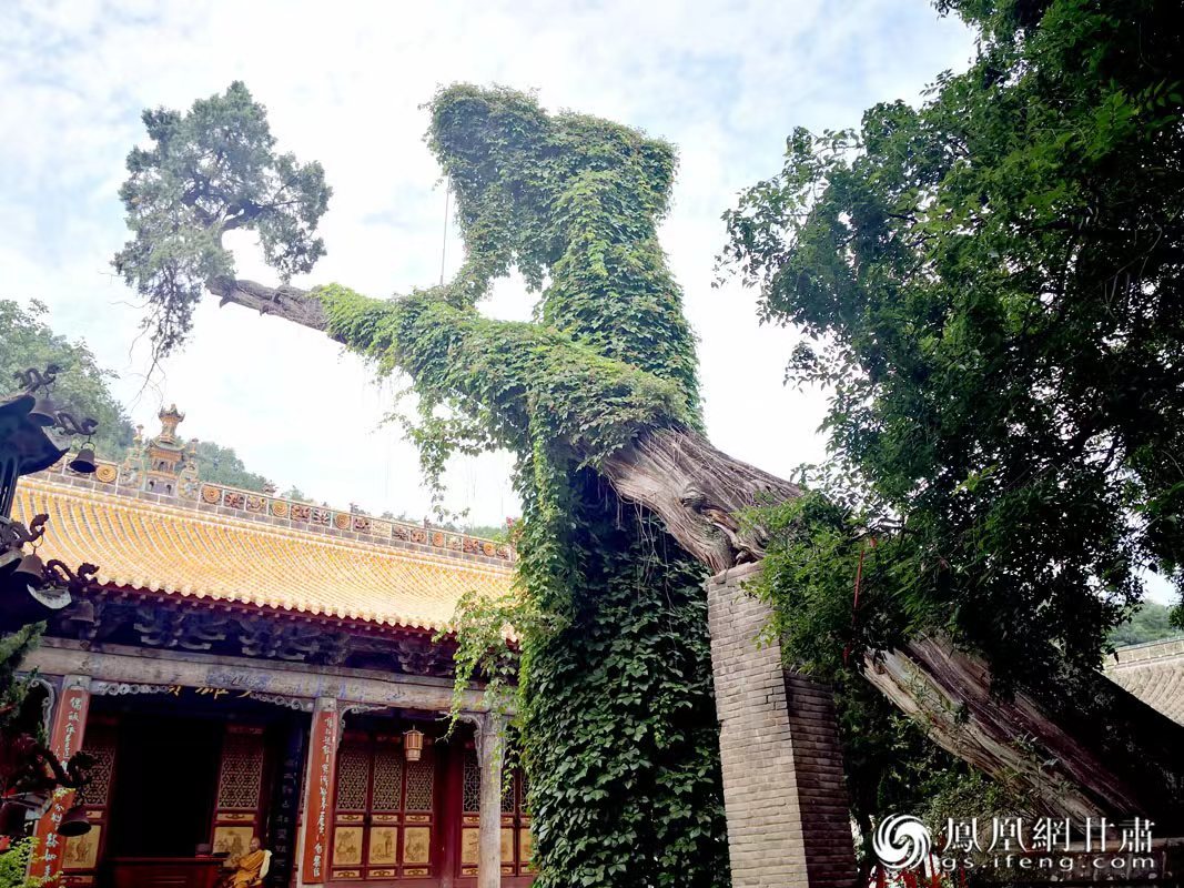 “山頭南郭寺，水號北流泉。老樹空庭得，清渠一邑傳?！倍鸥υ娭械摹袄蠘洹保傅木褪沁@株春秋古柏，為南郭寺的“鎮(zhèn)寺之寶”。胡江 攝