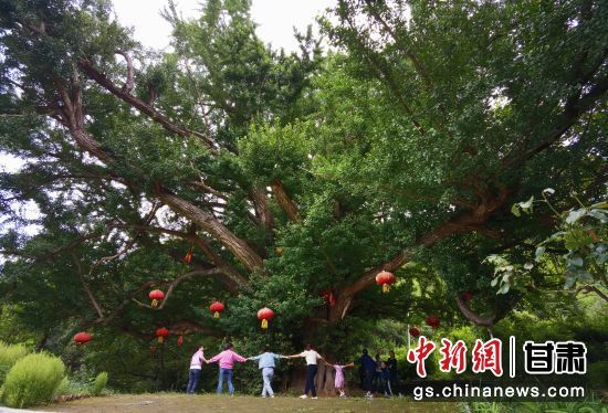 隴南徽縣境內(nèi)最古老的銀杏樹(shù)。當(dāng)?shù)貍髡f(shuō)，它已有千年樹(shù)齡。（資料圖）殷春永 攝