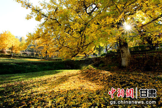 隴南徽縣銀杏樹(shù)最美的時(shí)候，當(dāng)屬每年的10月至11月。圖為樹(shù)葉已染黃的銀杏樹(shù)。張承榮 攝