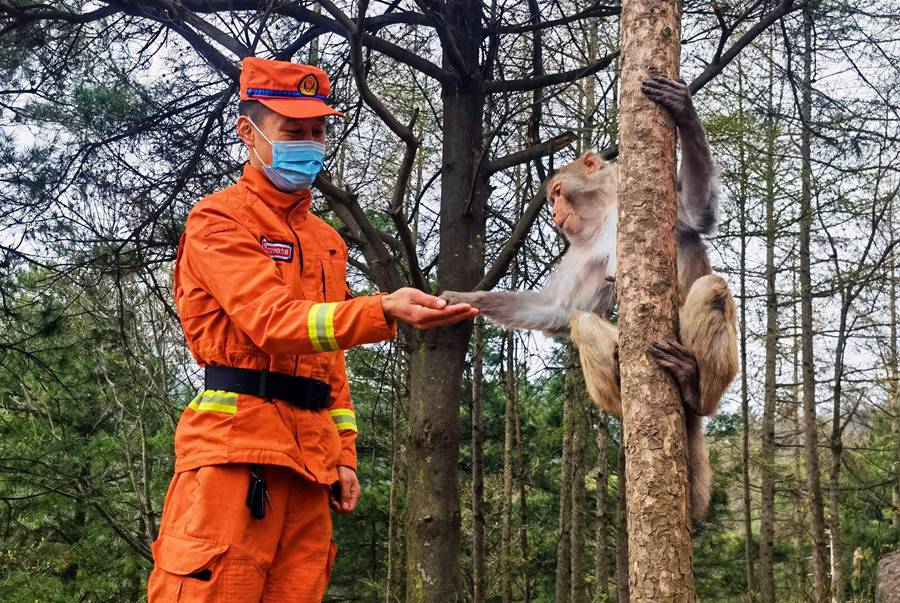 【甘快看】嗨！你好！甘肅隴南森林消防員巡護途中偶遇野生獼猴群