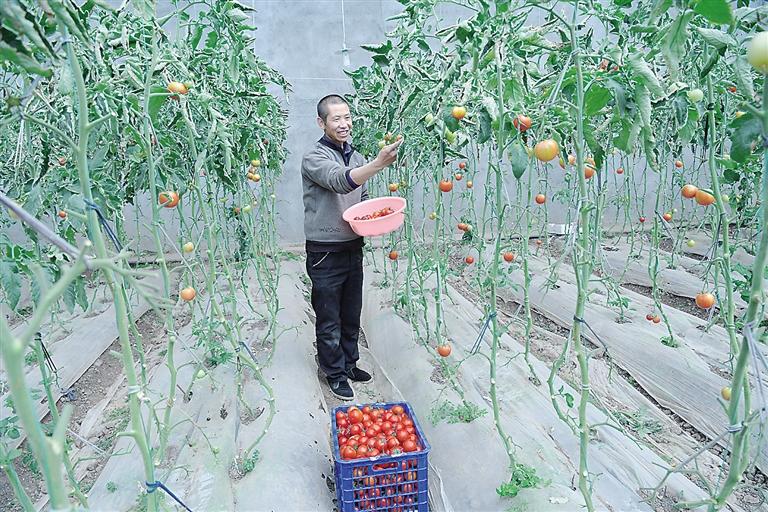 臨夏縣尹集、刁祁鎮(zhèn)易地扶貧搬遷后續(xù)產(chǎn)業(yè)園有日光溫室534座