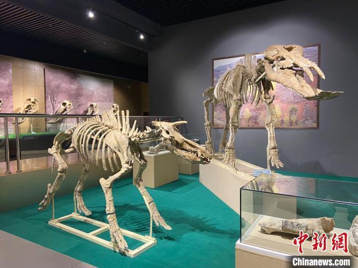 圖為5月底，和政縣古動物化石博物館內(nèi)修復(fù)后的古生物化石?！「哒?攝