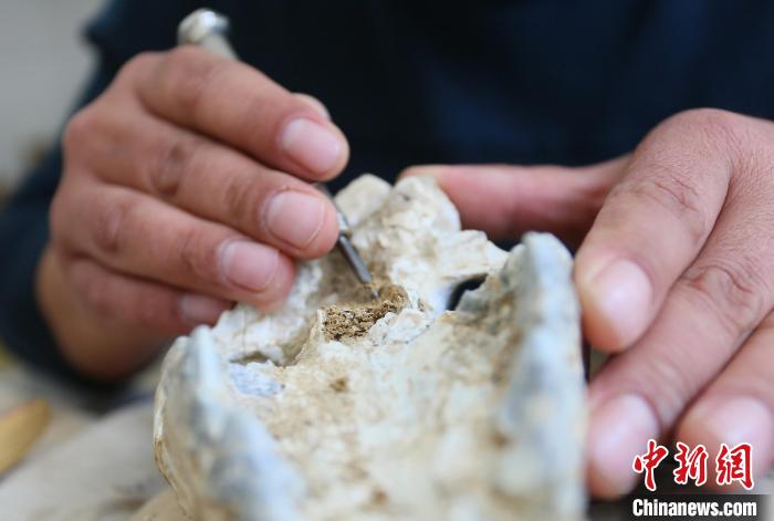 2022年6月，在和政古動(dòng)物化石博物館內(nèi)，古生物化石修復(fù)師對(duì)化石進(jìn)行修復(fù)。(資料圖) 高展 攝