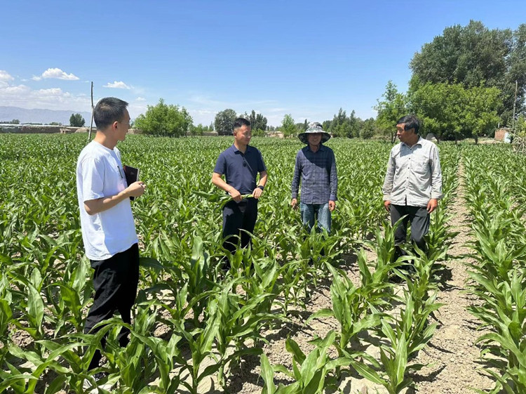臨澤縣蓼泉鎮(zhèn)紀(jì)委工作人員深入田間地頭，現(xiàn)場了解玉米制種長勢(shì)和產(chǎn)業(yè)發(fā)展情況。.jpg